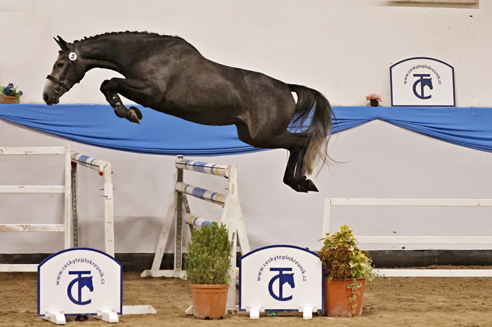 17/579 Candice (foto: Martina Kůstková)