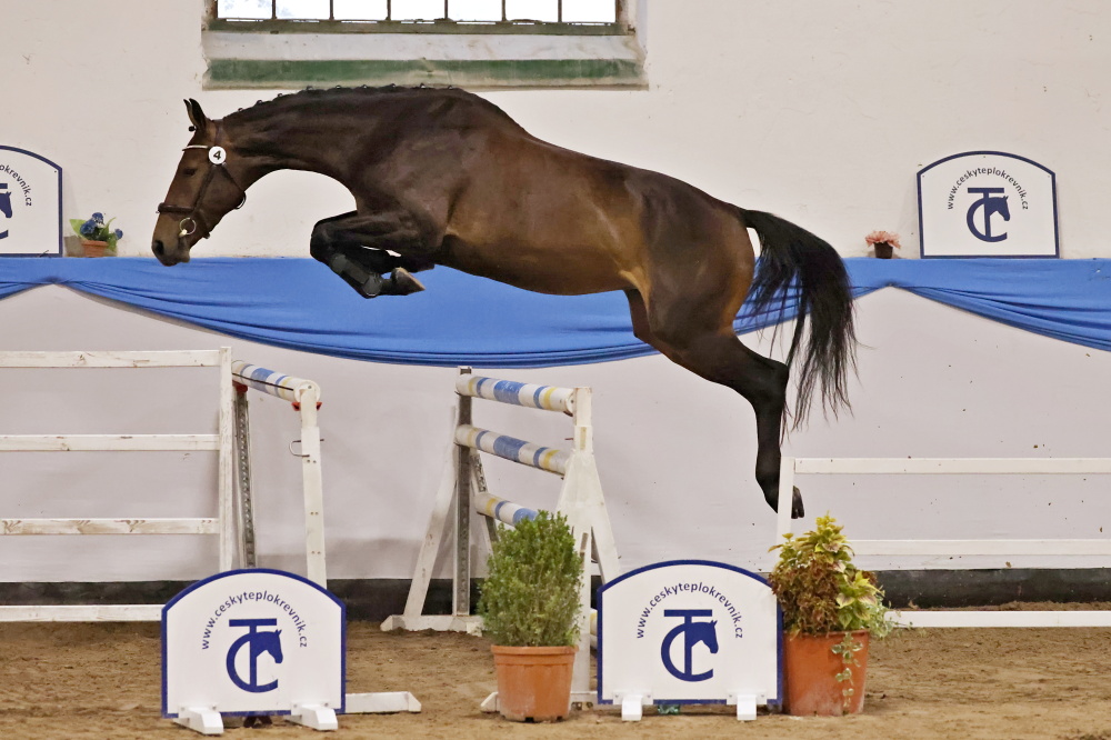 17/582 Archa M.K.D. (foto: Martina Kůstková)